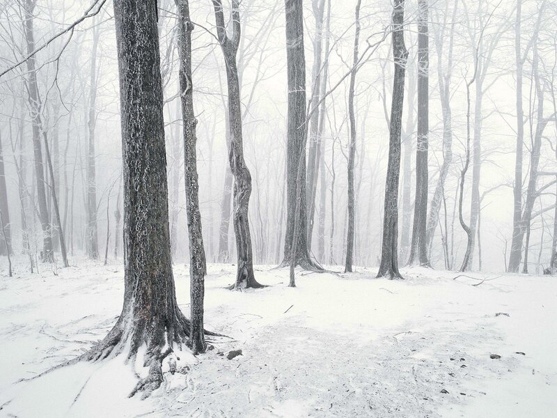 Snowy forest in winter