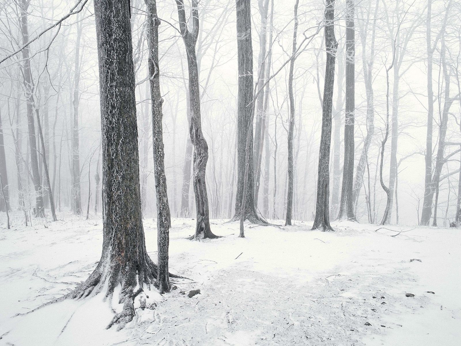 Snowy forest in winter
