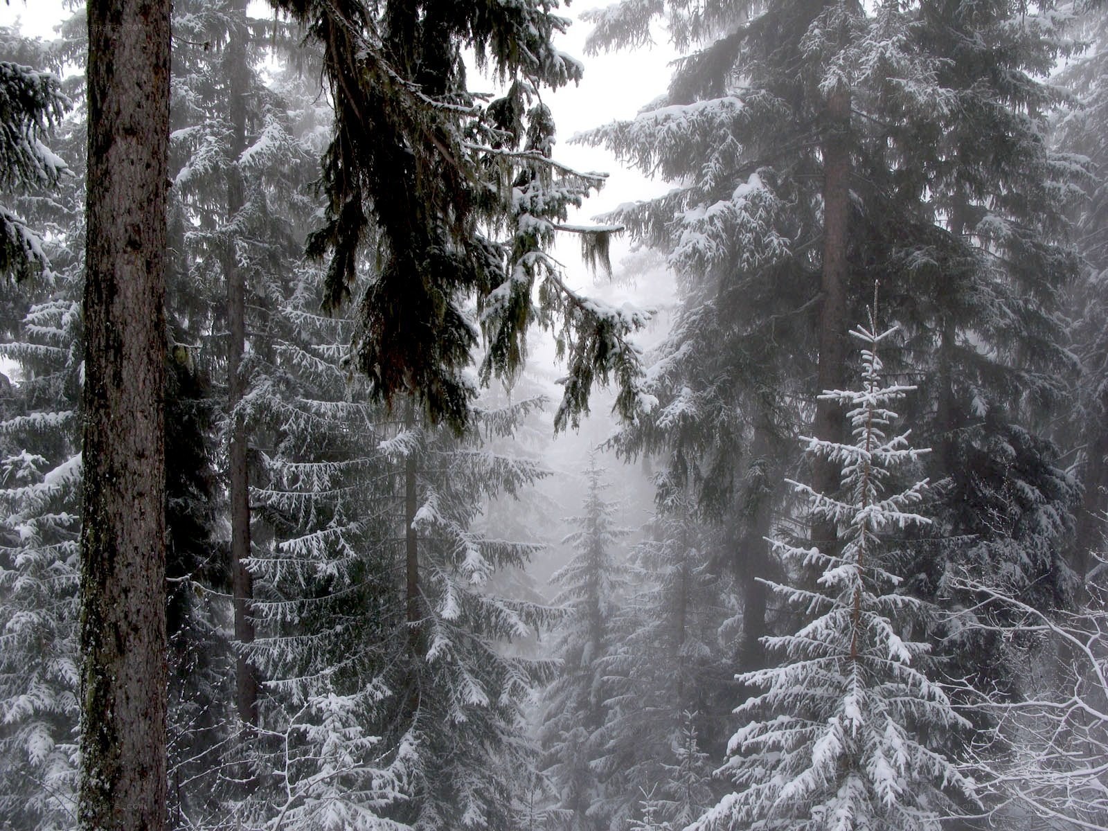 Snowy forest in winter