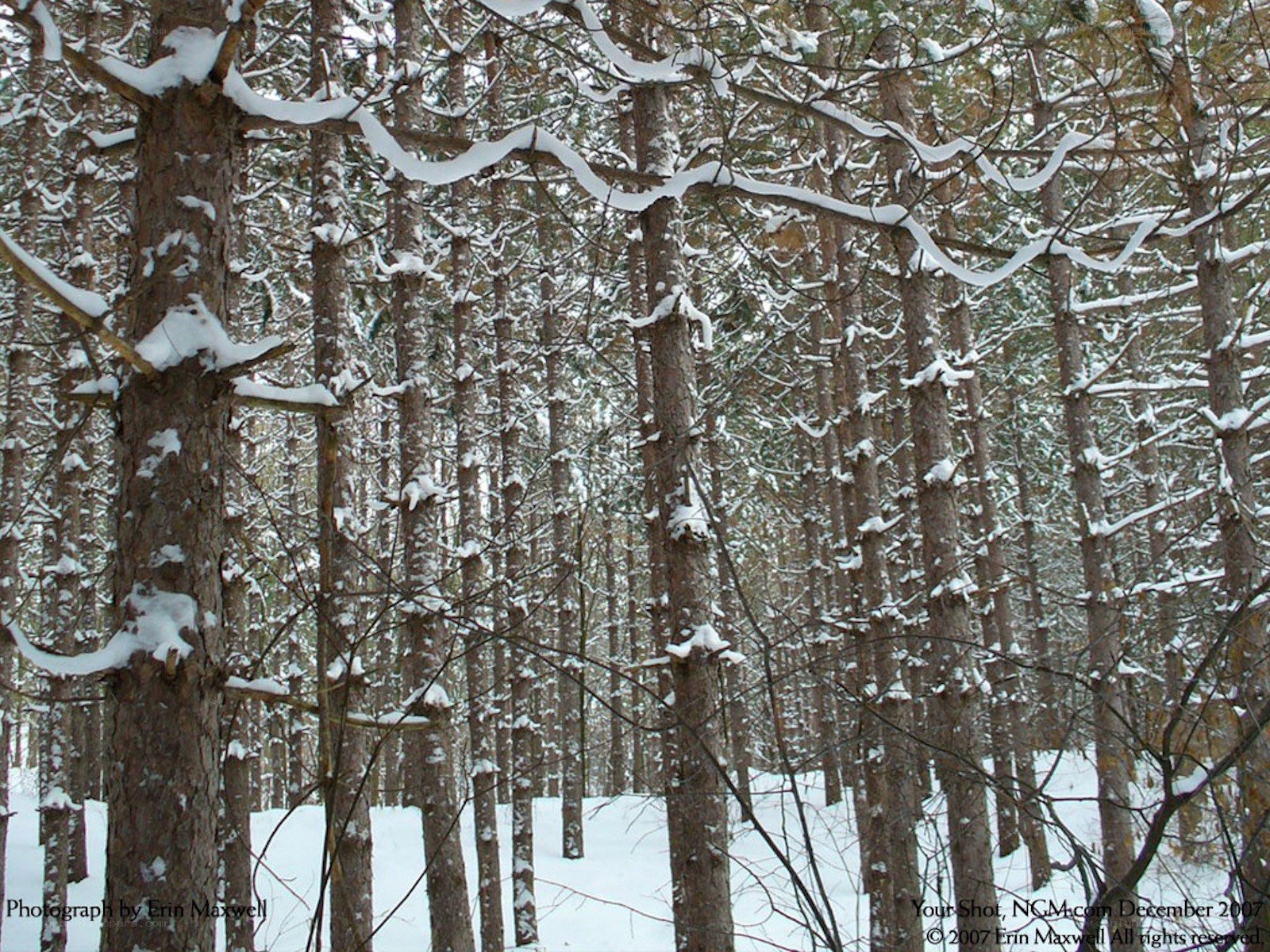 Snowy forest in winter