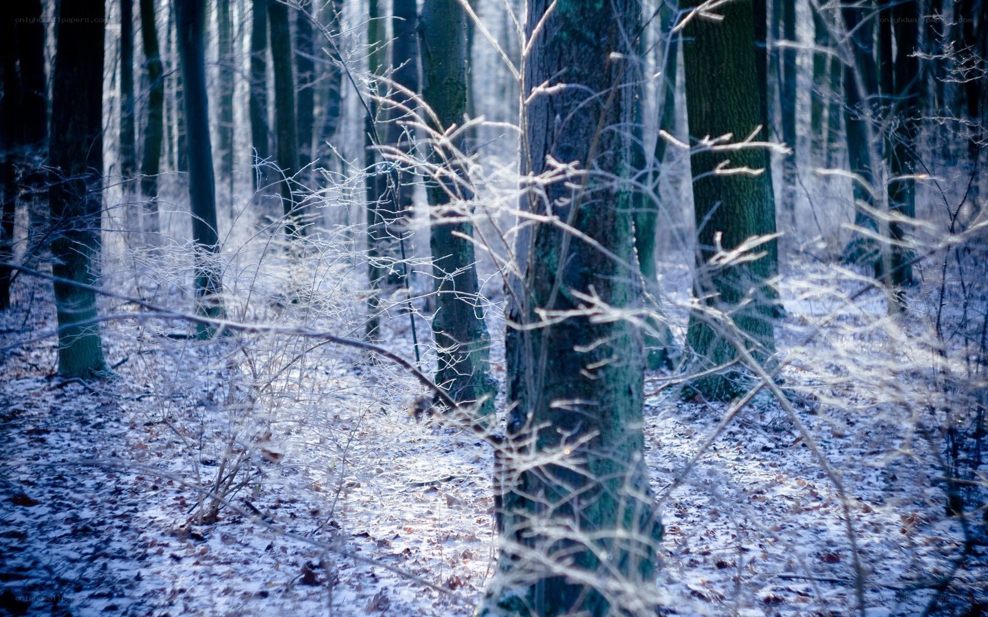 Snowy forest in winter