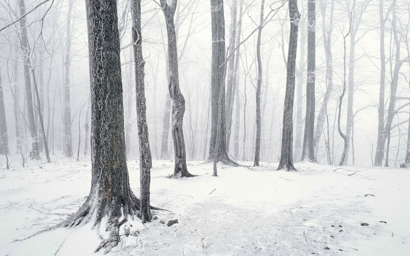 Snowy forest in winter
