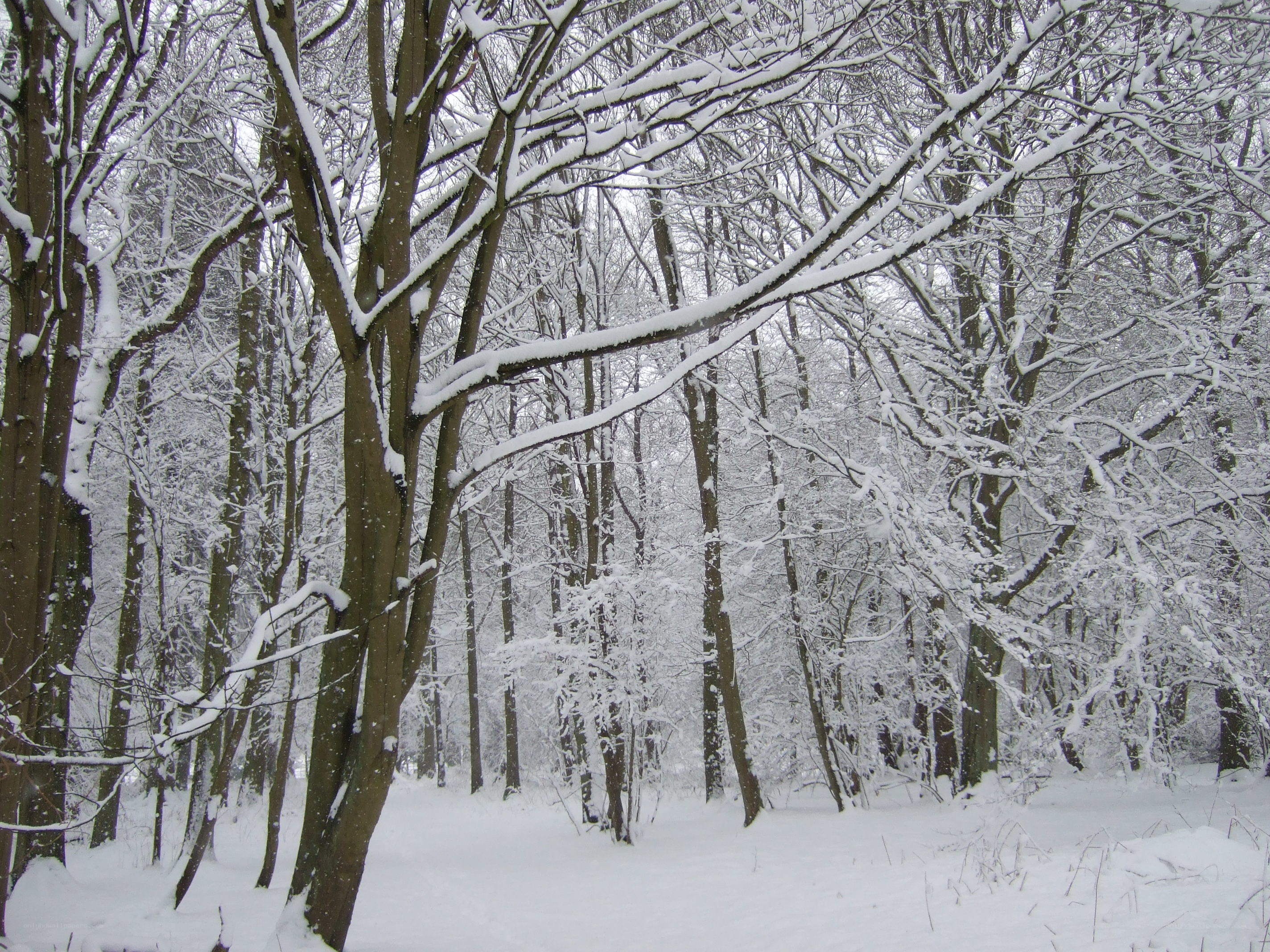 Snowy forest in winter