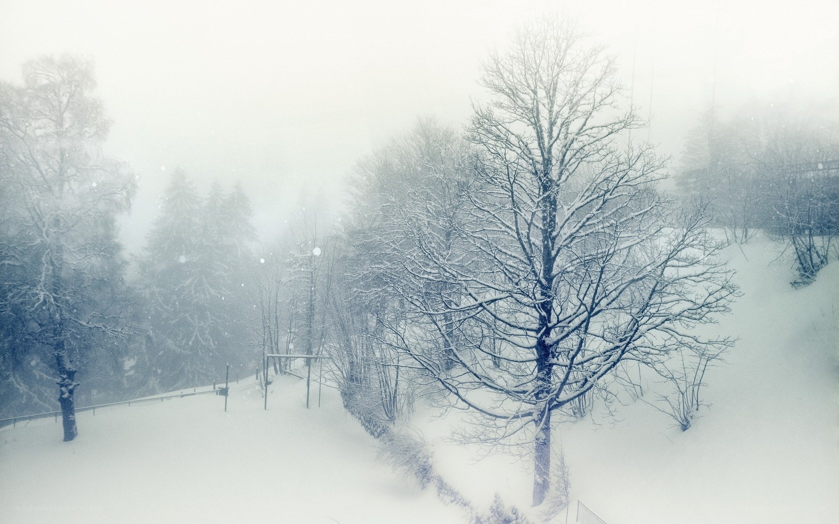 Snowy forest in winter