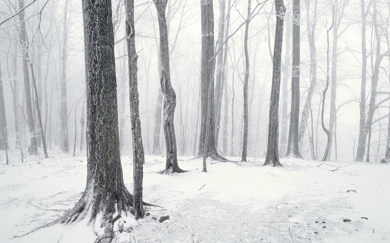 Snowy forest in winter
