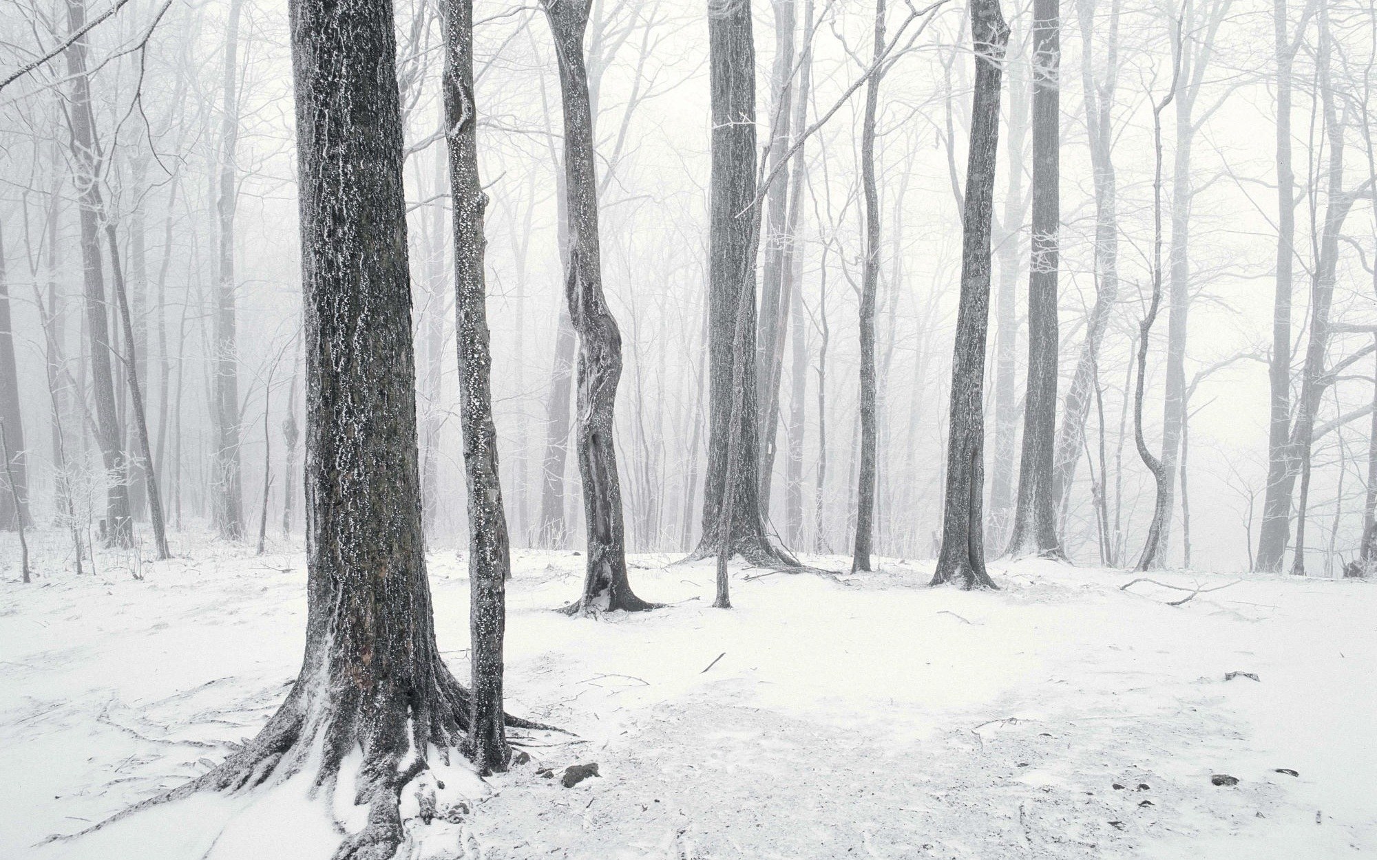 Snowy forest in winter