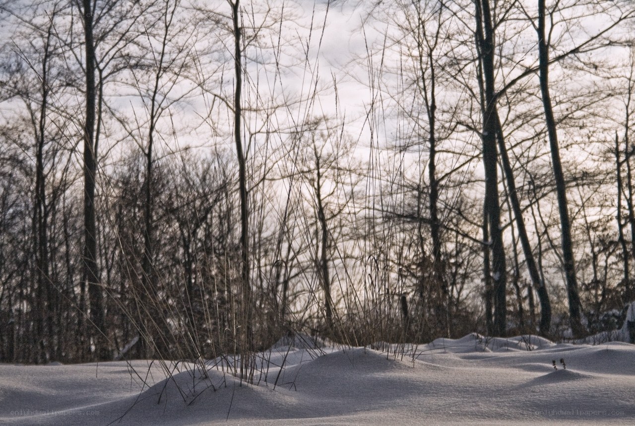 Snowy forest in winter