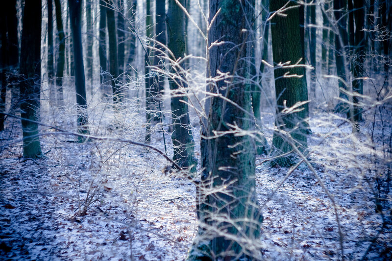 Snowy forest in winter