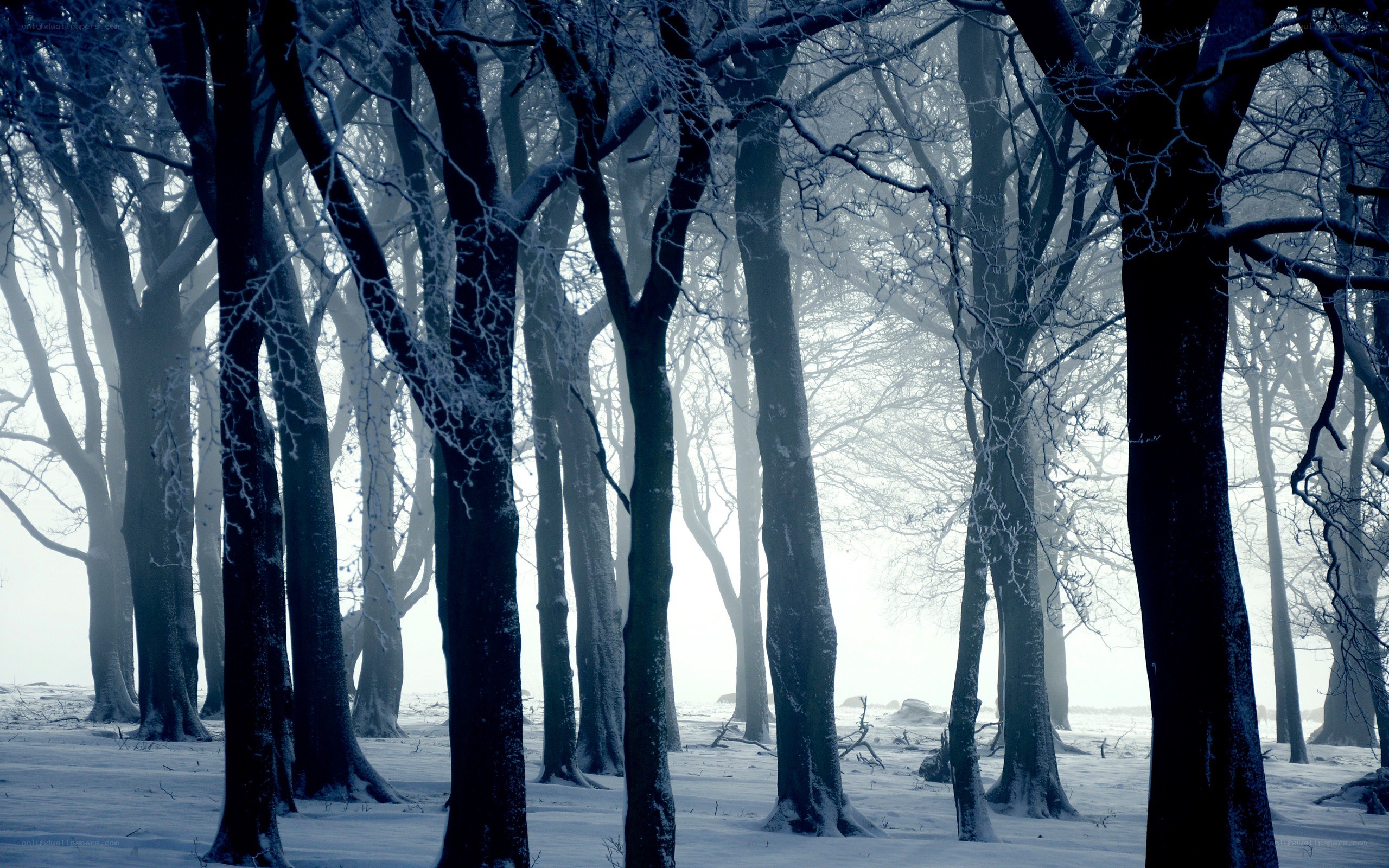 Snowy forest in winter