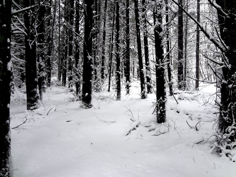 Snowy forest in winter