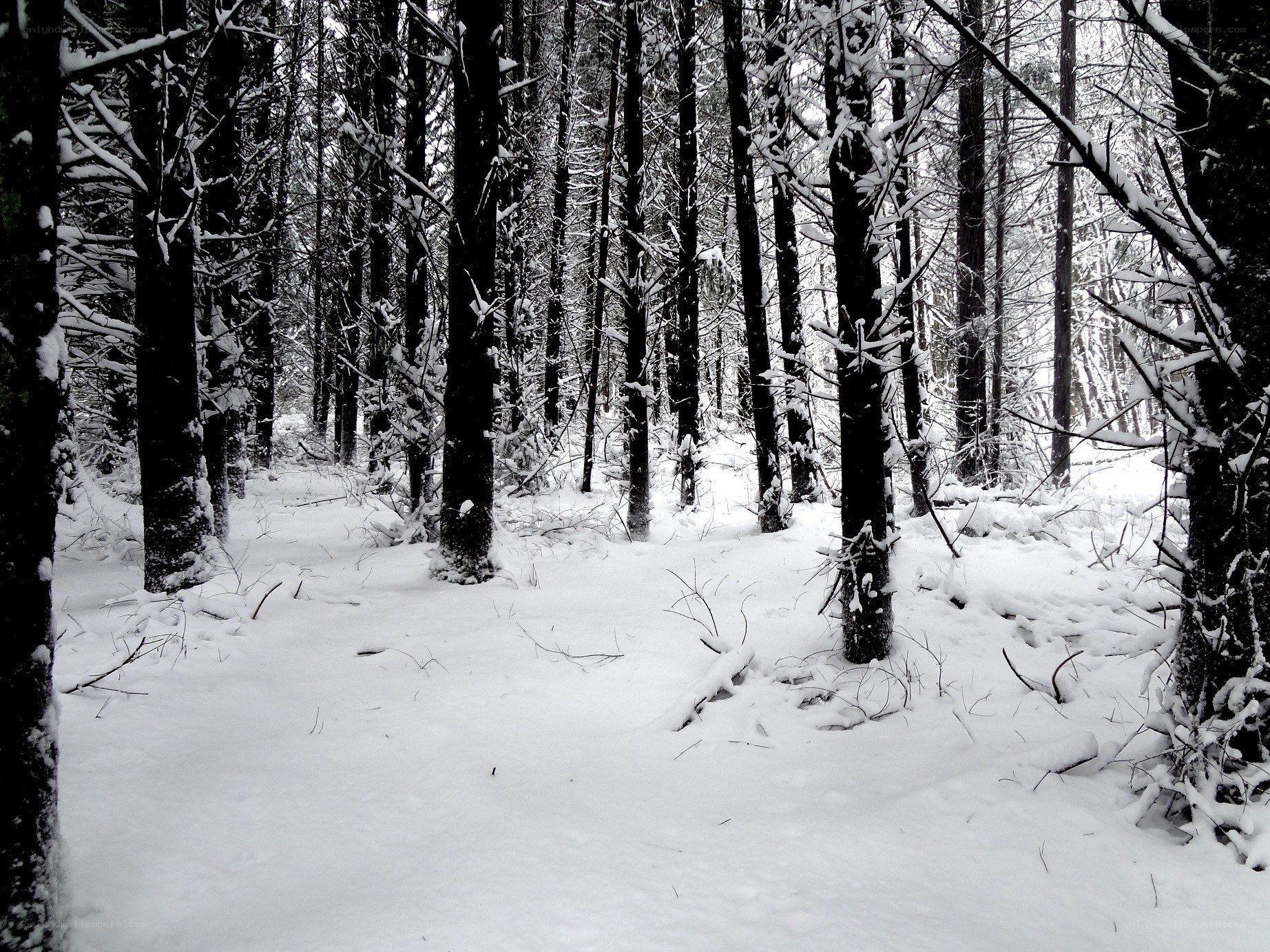 Snowy forest in winter