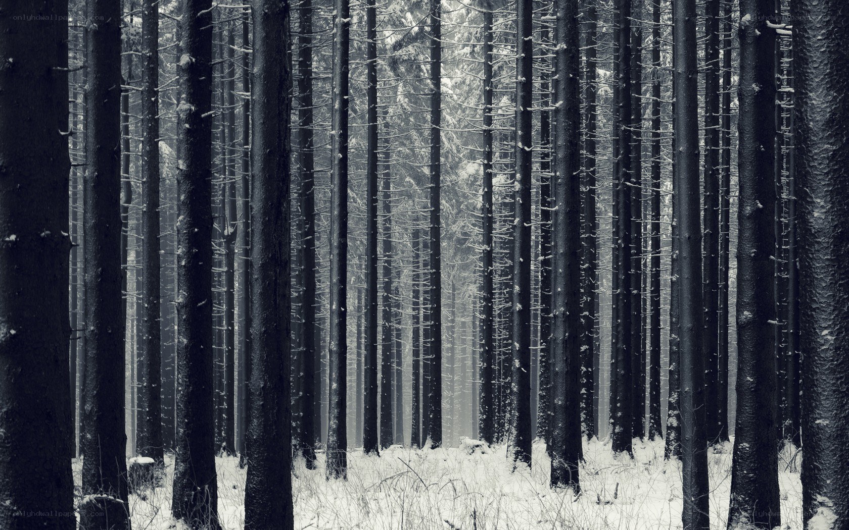 snowy forest in winter