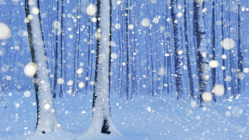 Snowy forest in winter