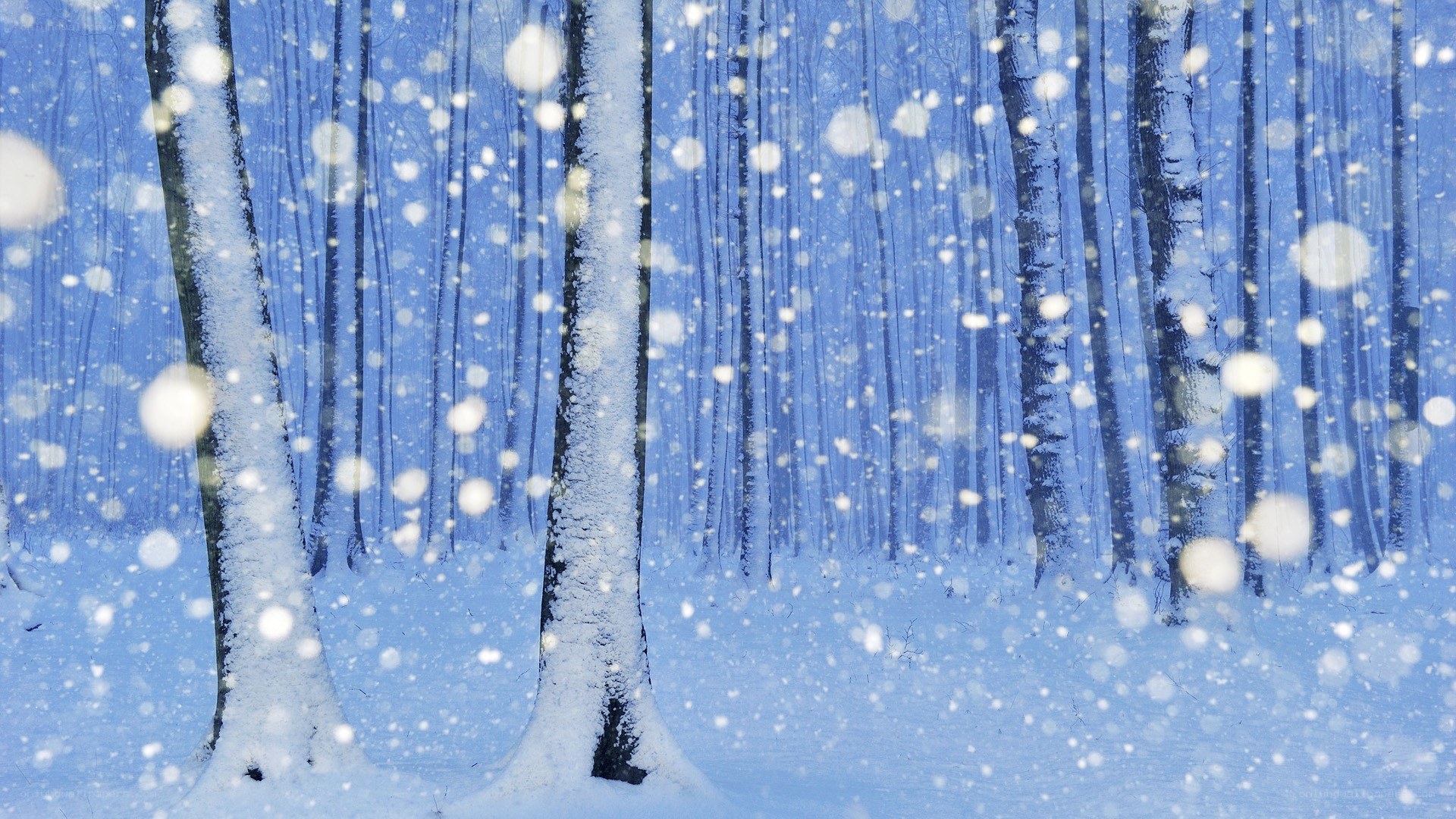Snowy forest in winter