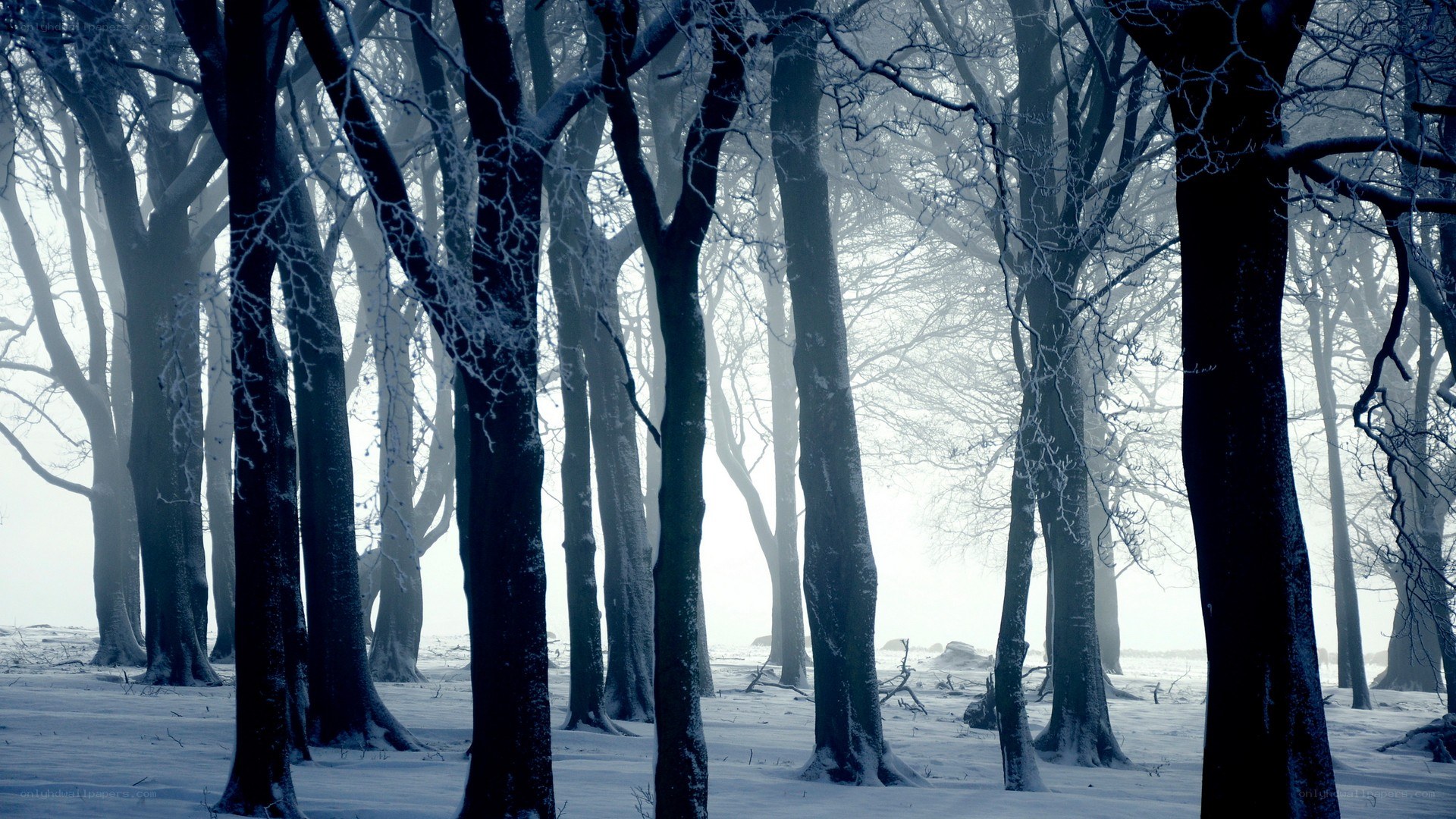 snowy forest in winter