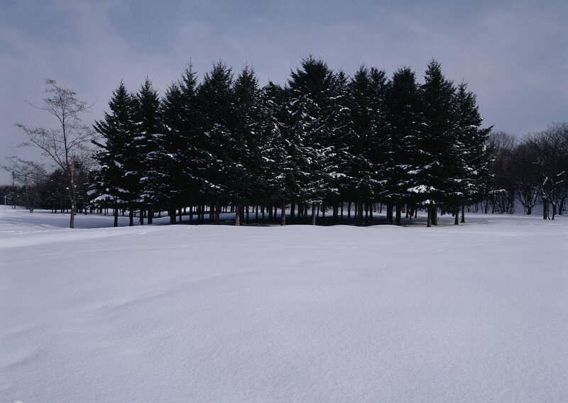 Snowy forest in winter