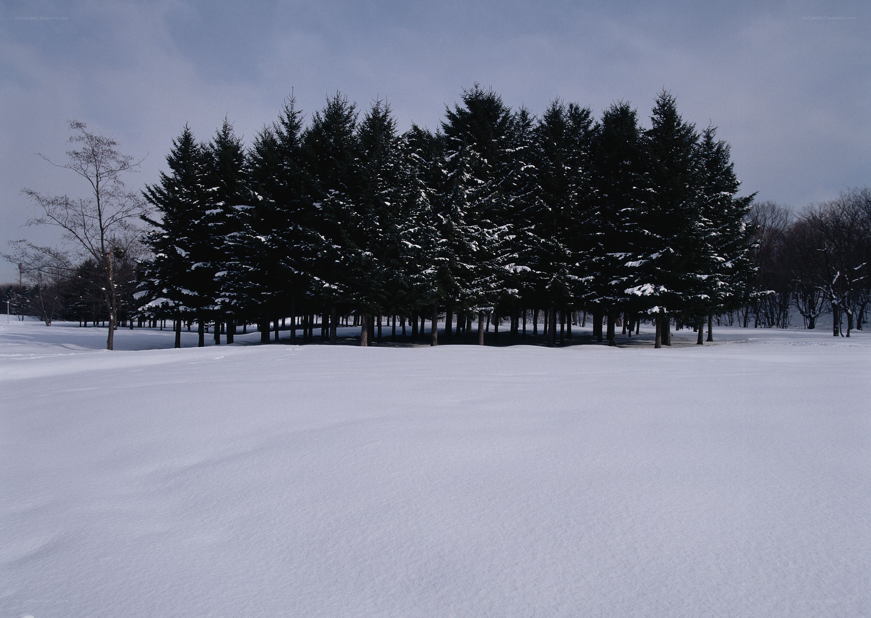 Snowy forest in winter