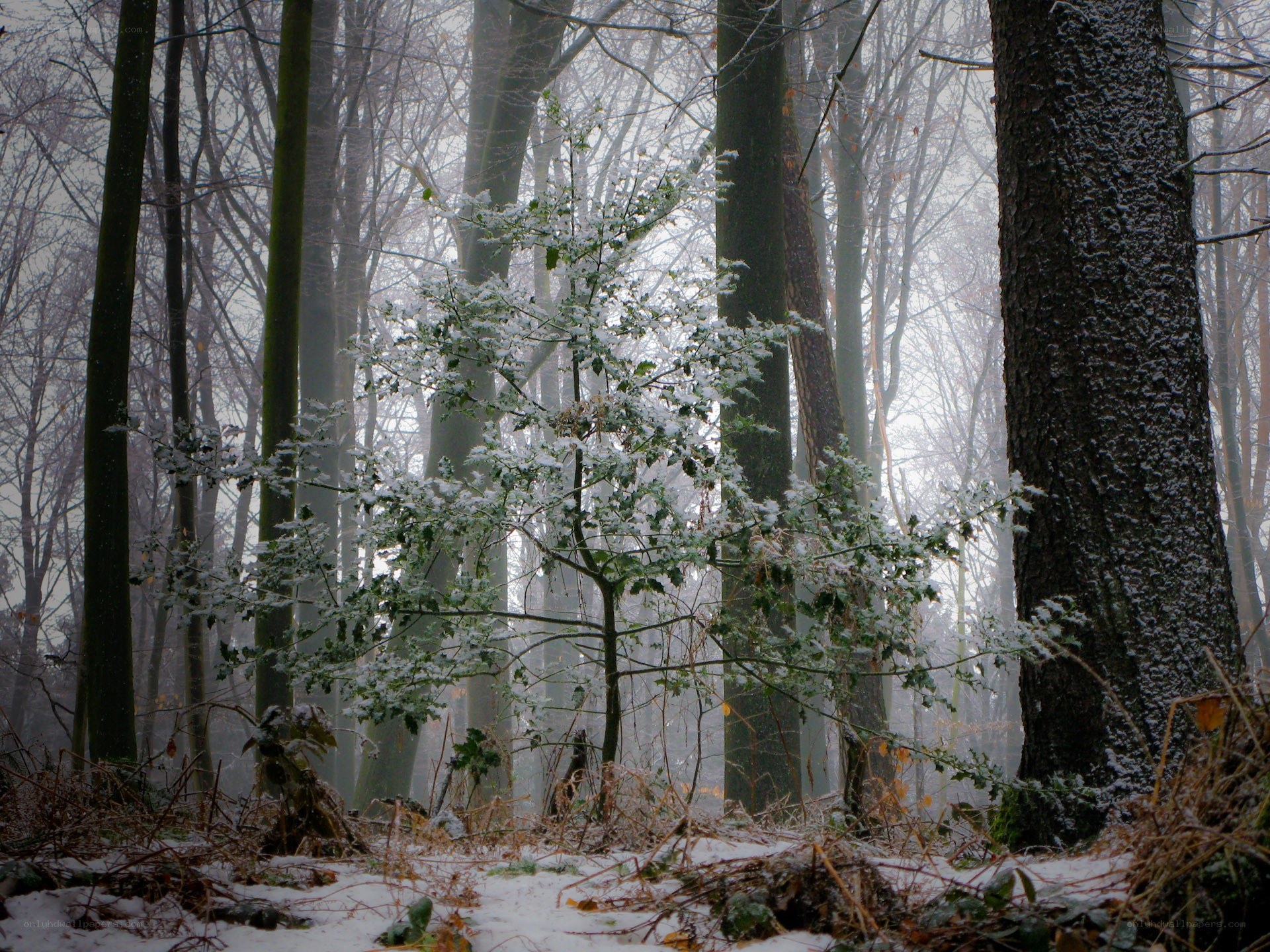 Snowy forest in winter