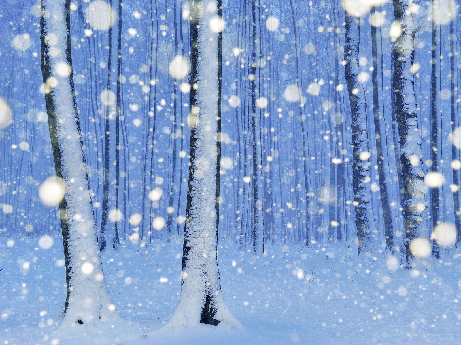 Snowy forest in winter