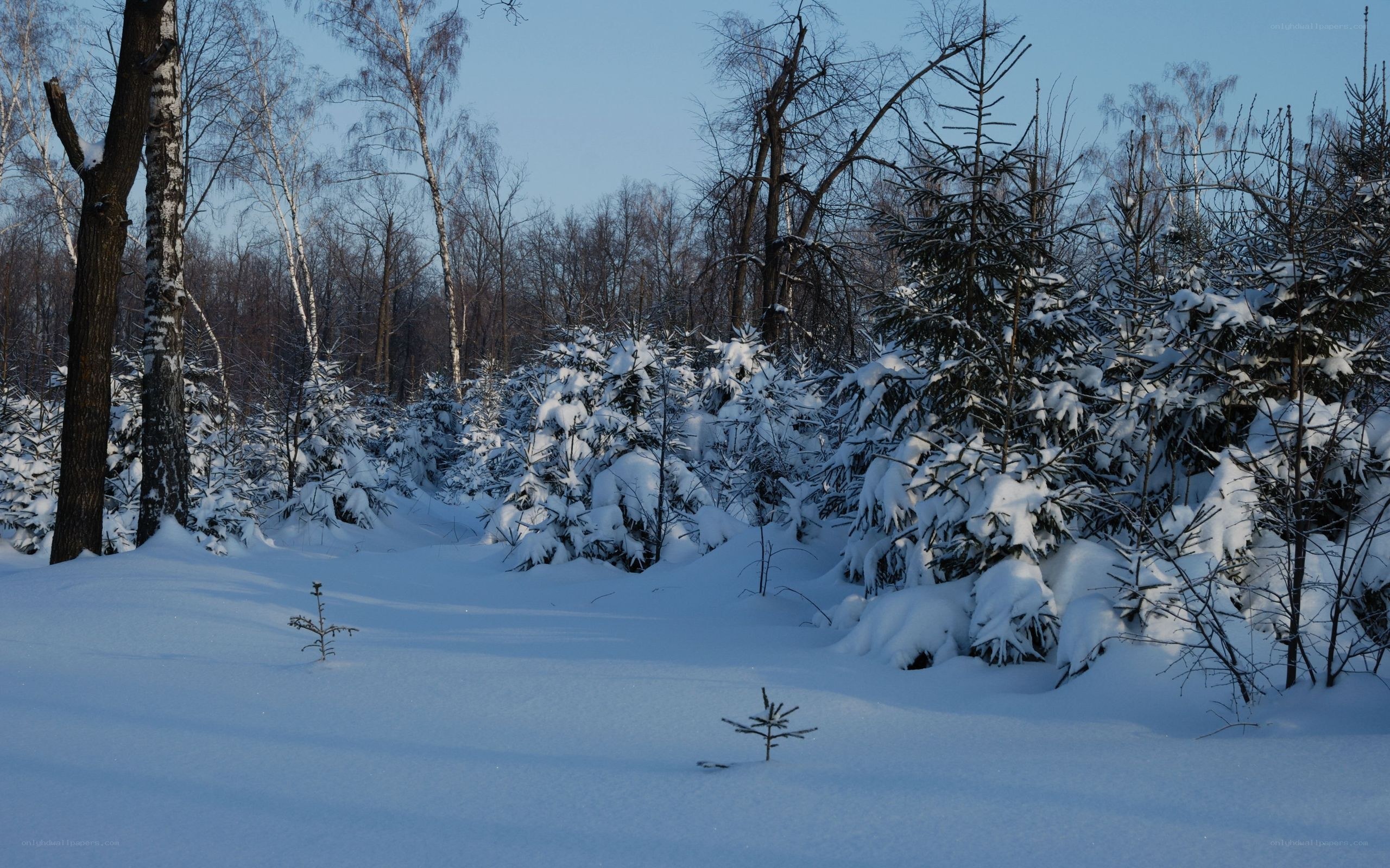 Snowy forest in winter