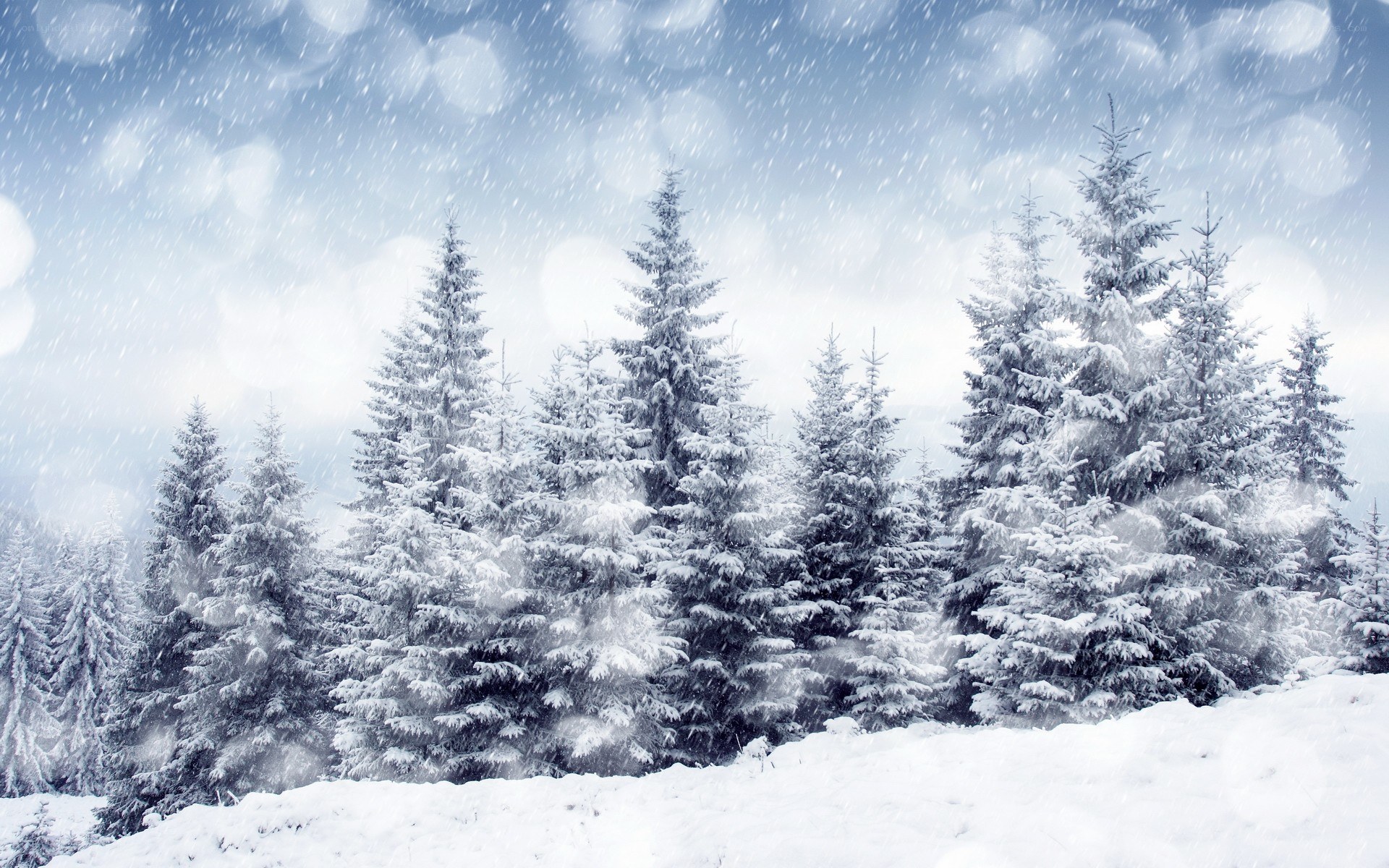 Snowy forest in winter