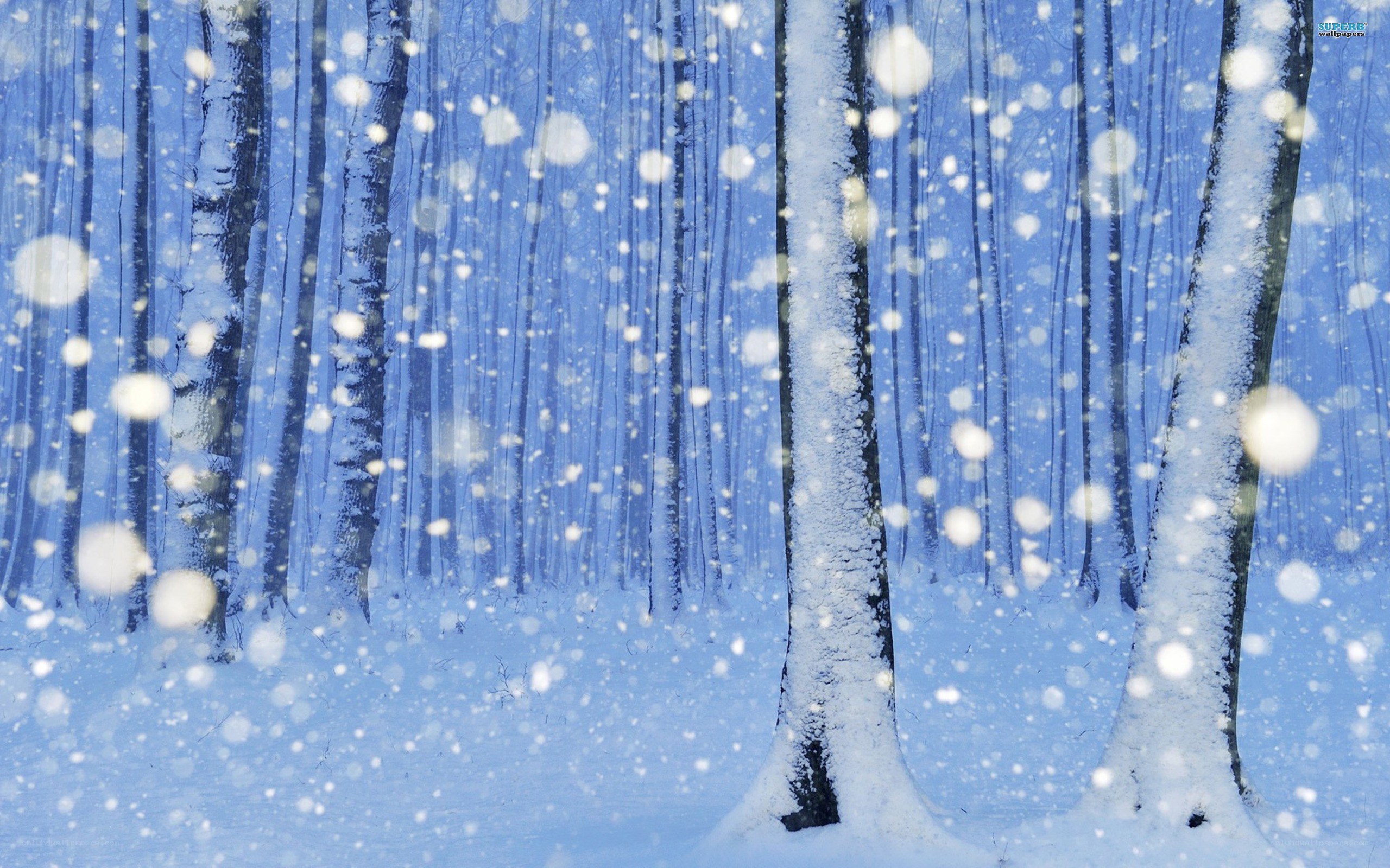 Snowy forest in winter