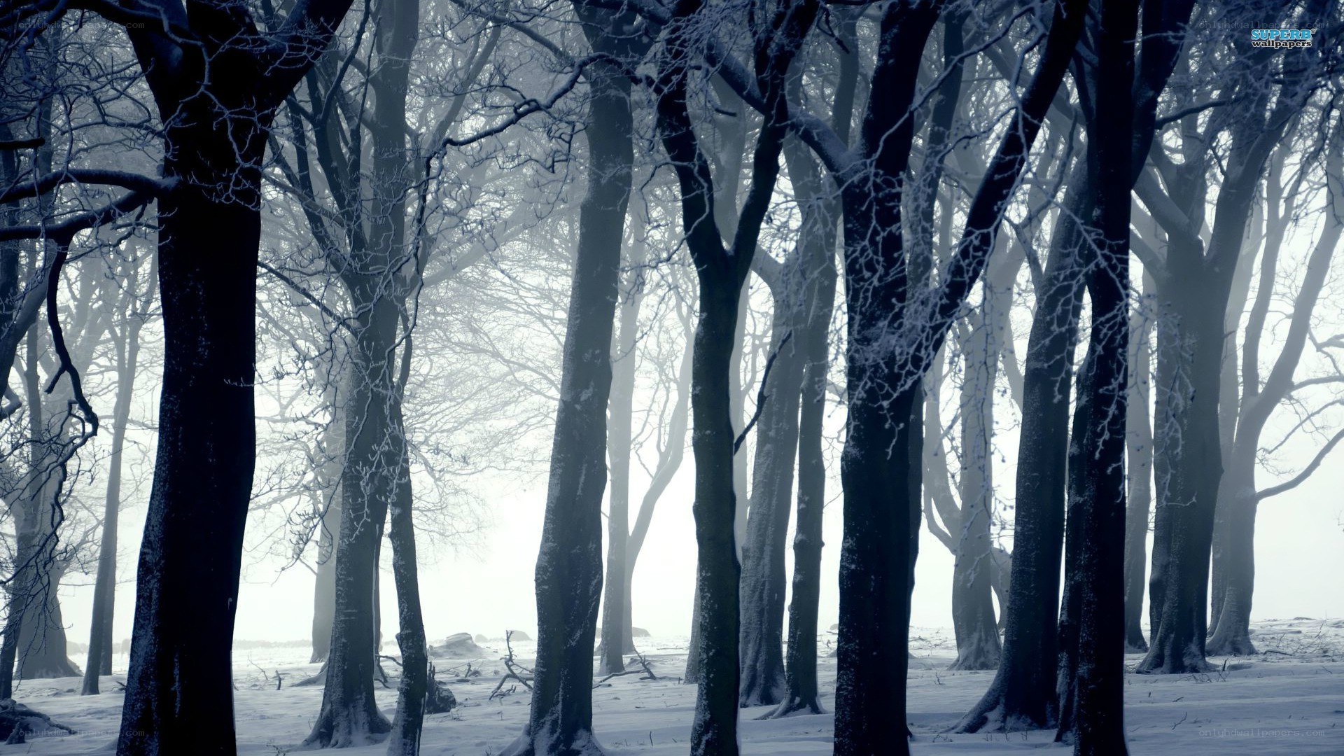 Snowy forest in winter