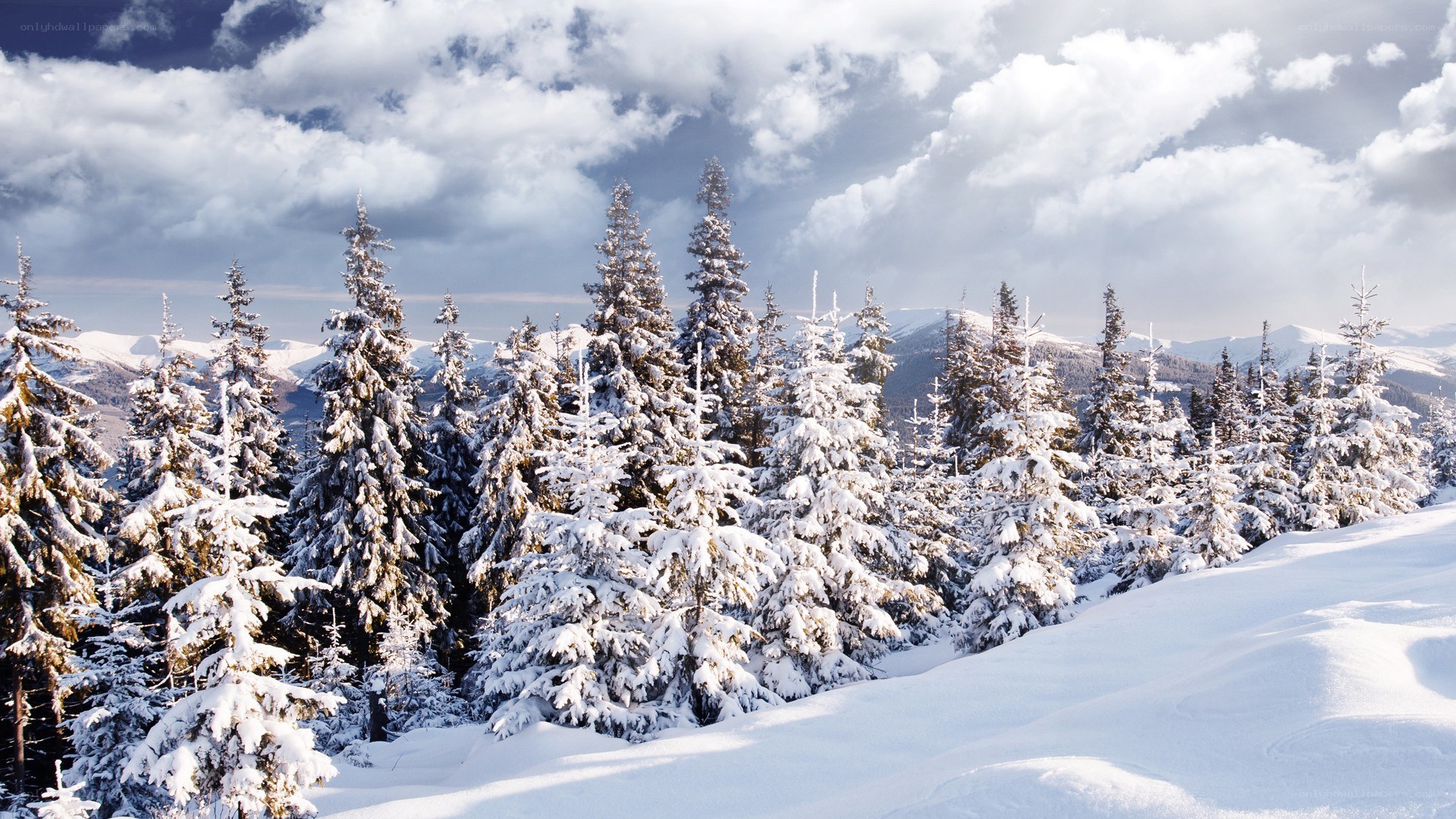 Snowy forest in winter