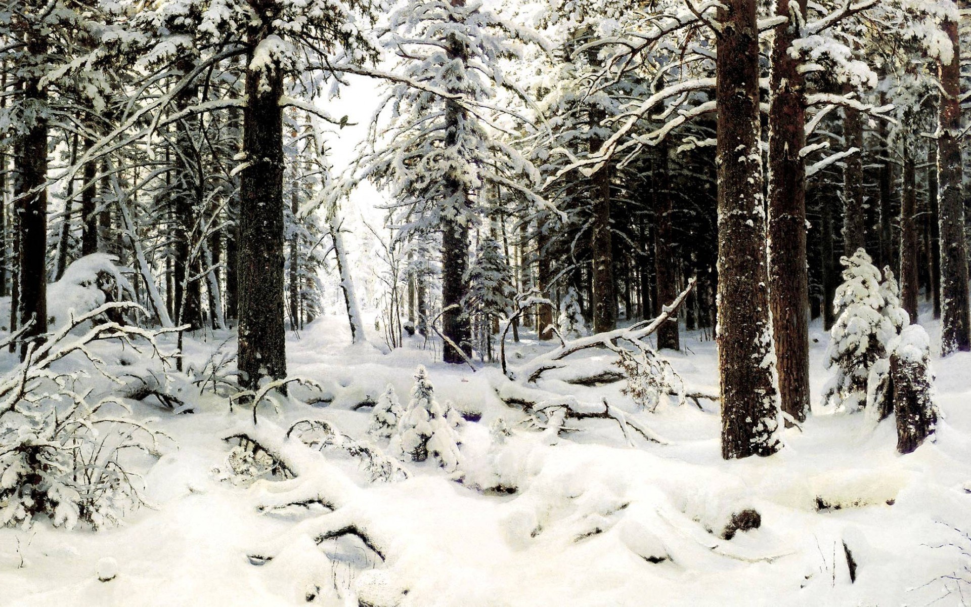 Snowy forest in winter