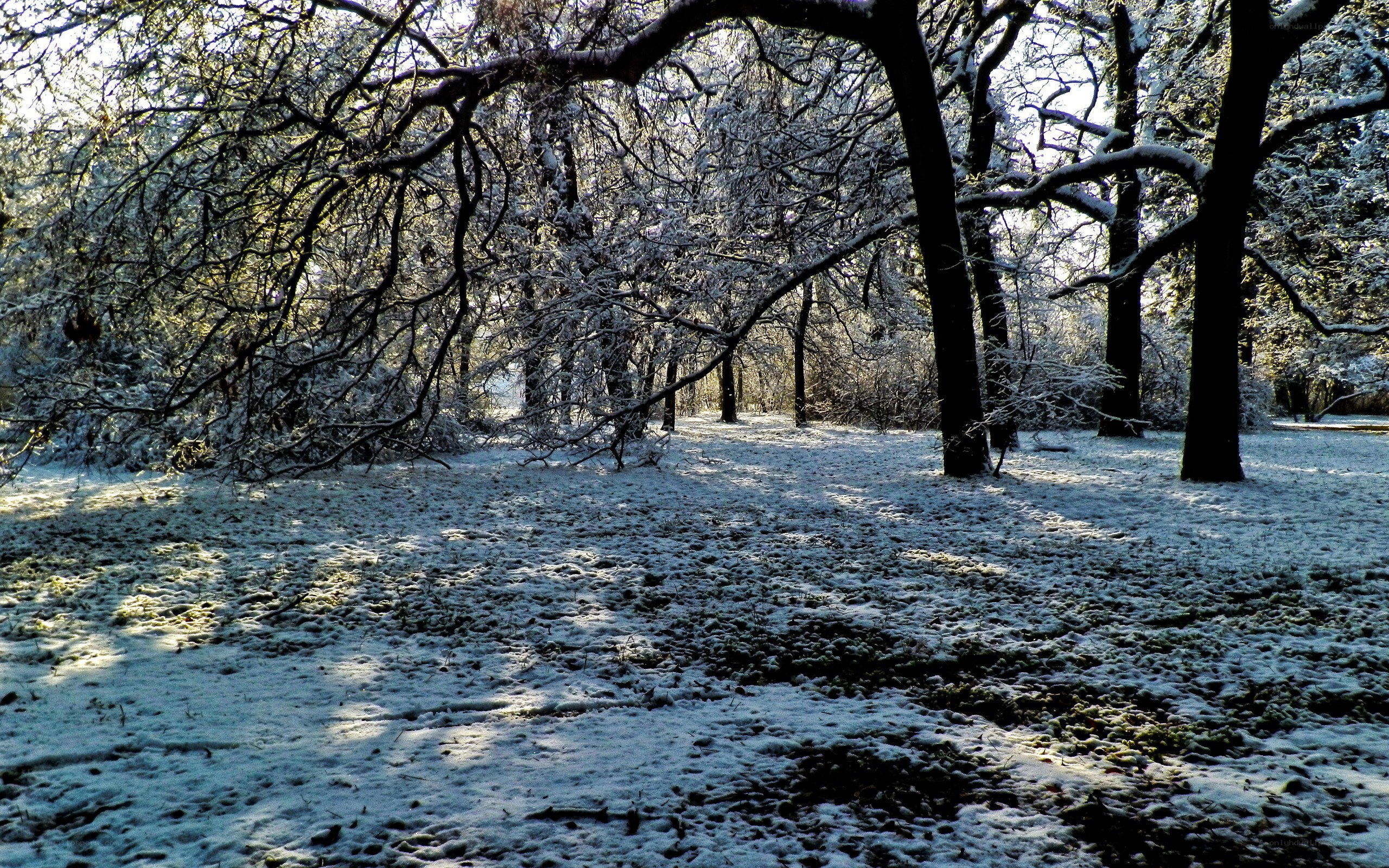 Snowy forest in winter