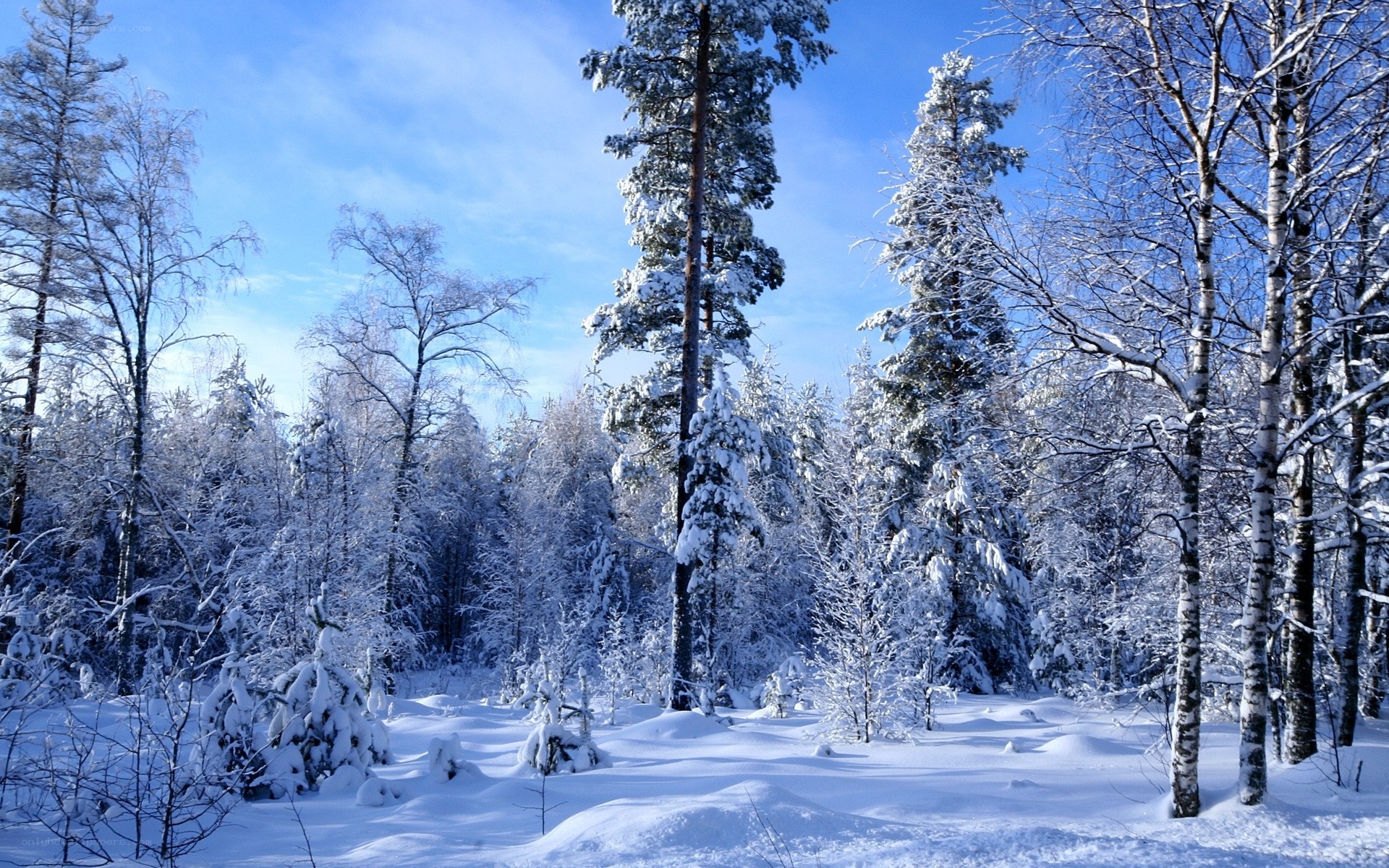 Snowy forest in winter