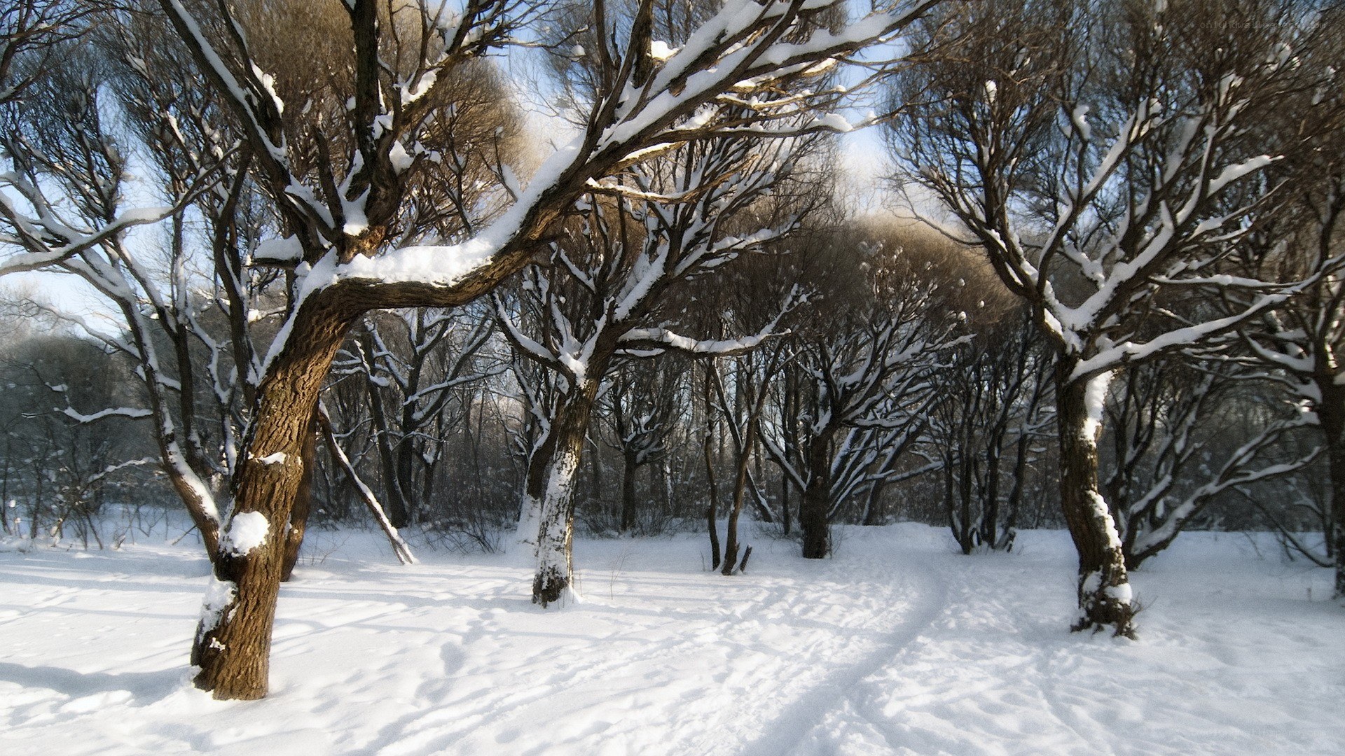 Snowy forest in winter