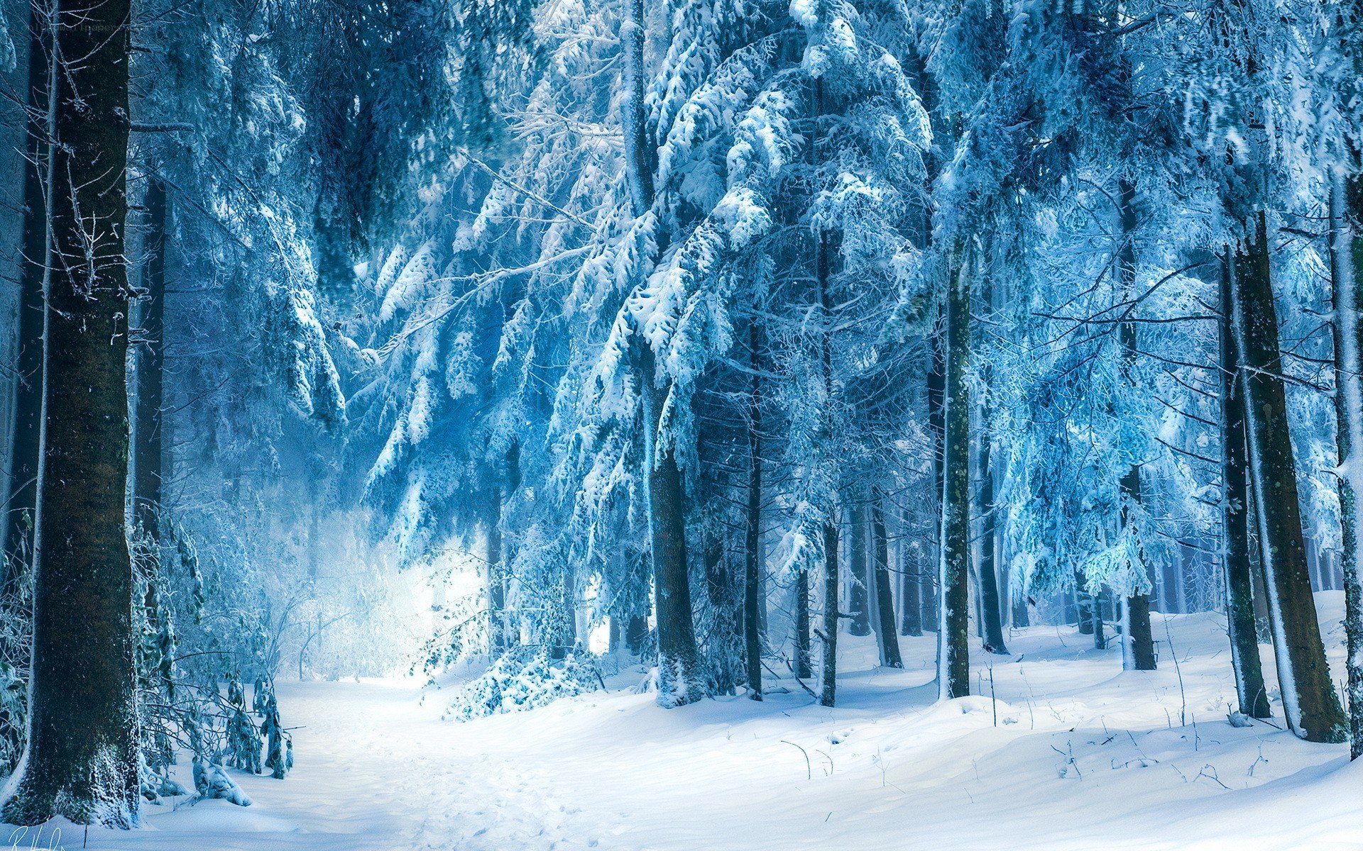Snowy forest in winter