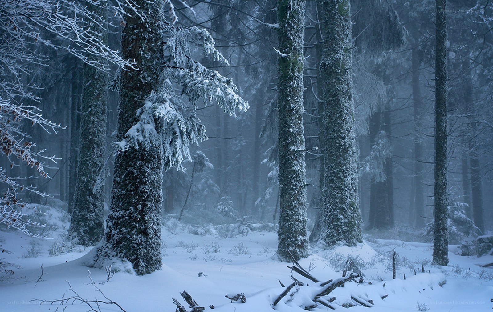 Snowy forest in winter