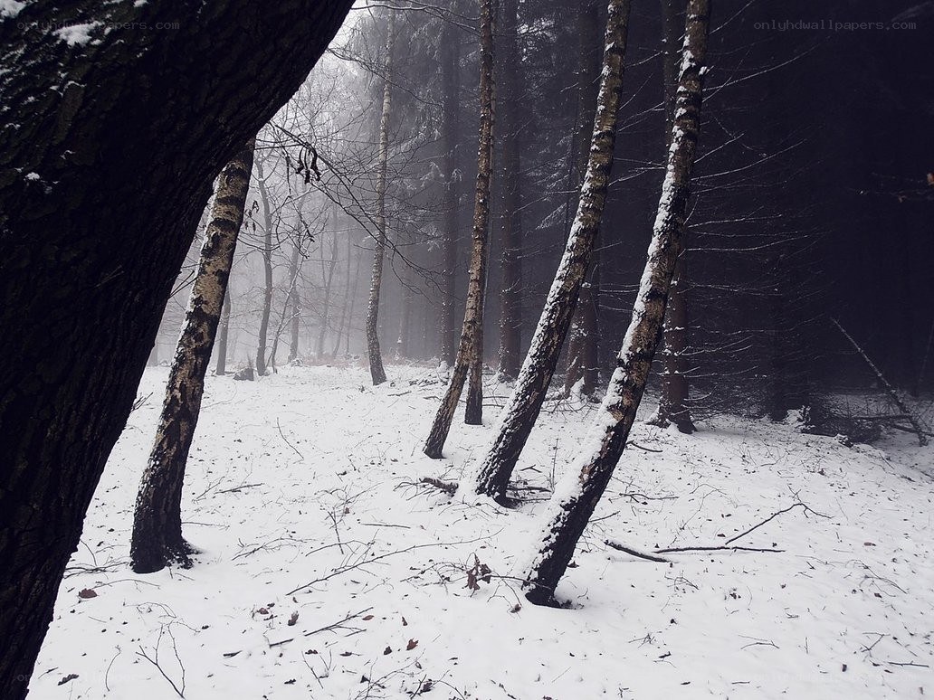 Snowy forest in winter