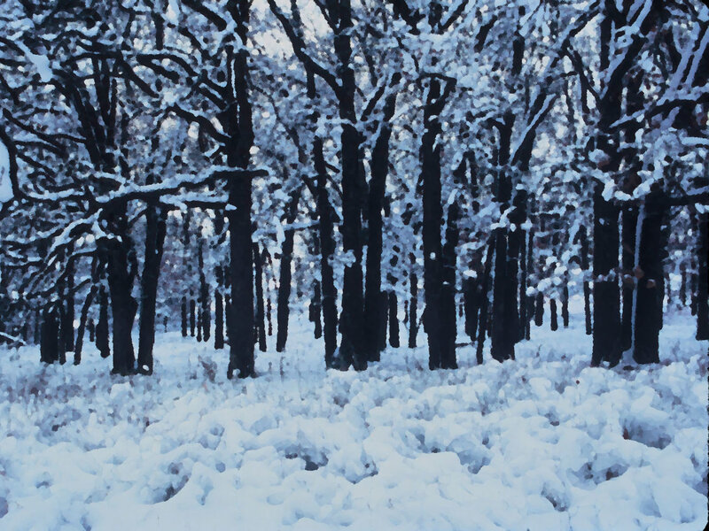 Snowy forest in winter
