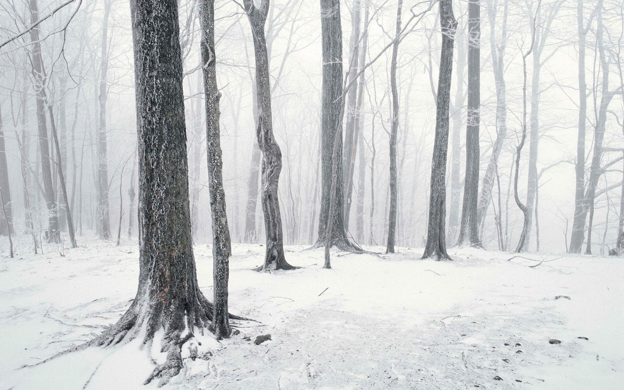 Snowy forest in winter
