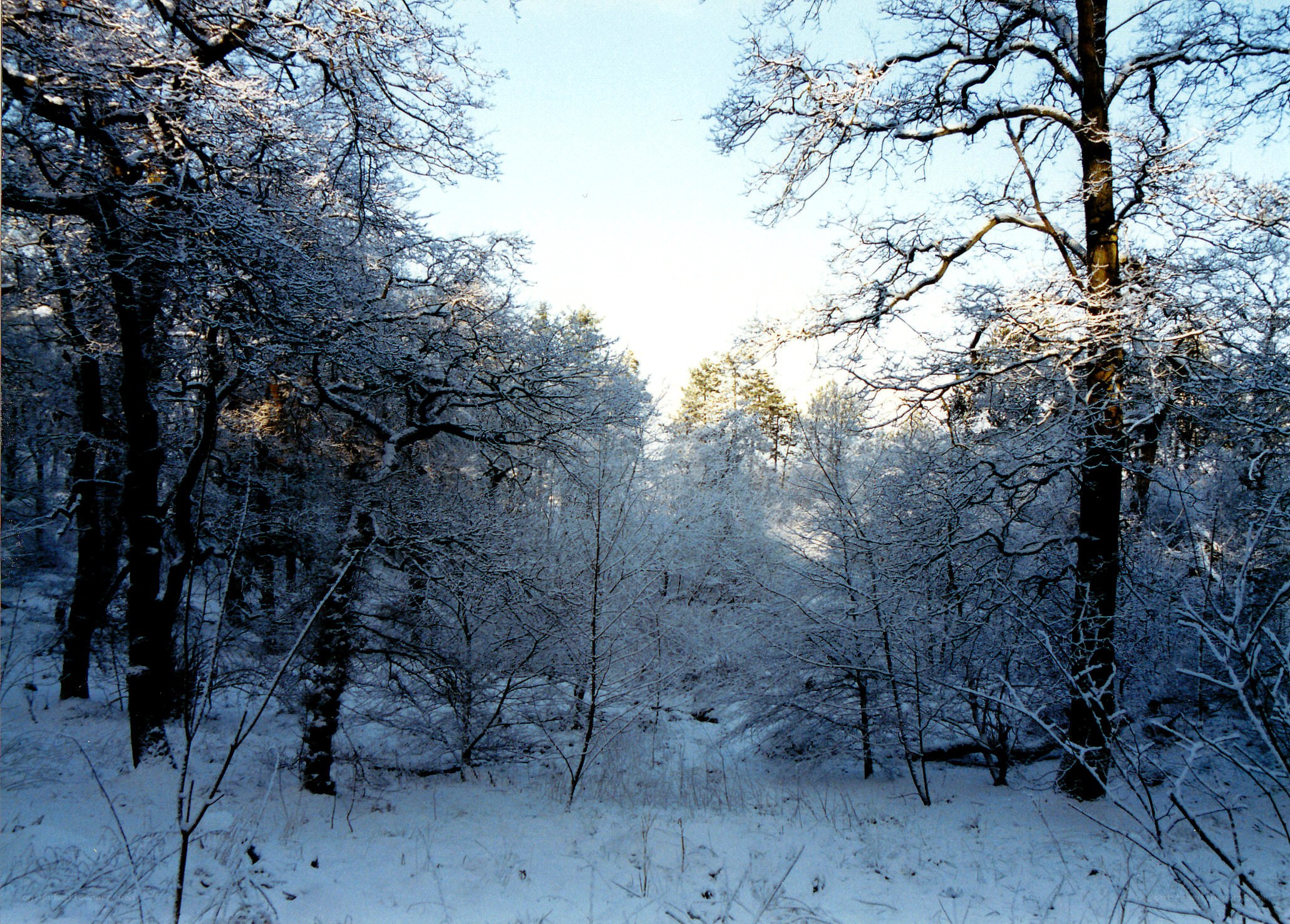 Snowy forest in winter