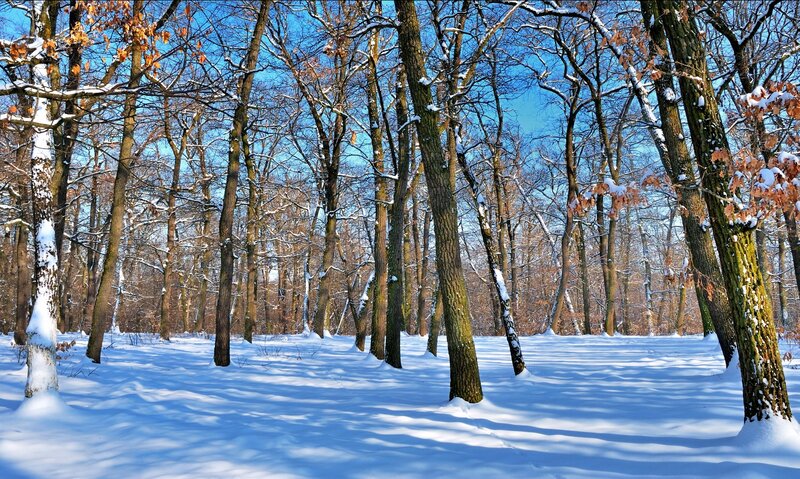 Snowy forest in winter