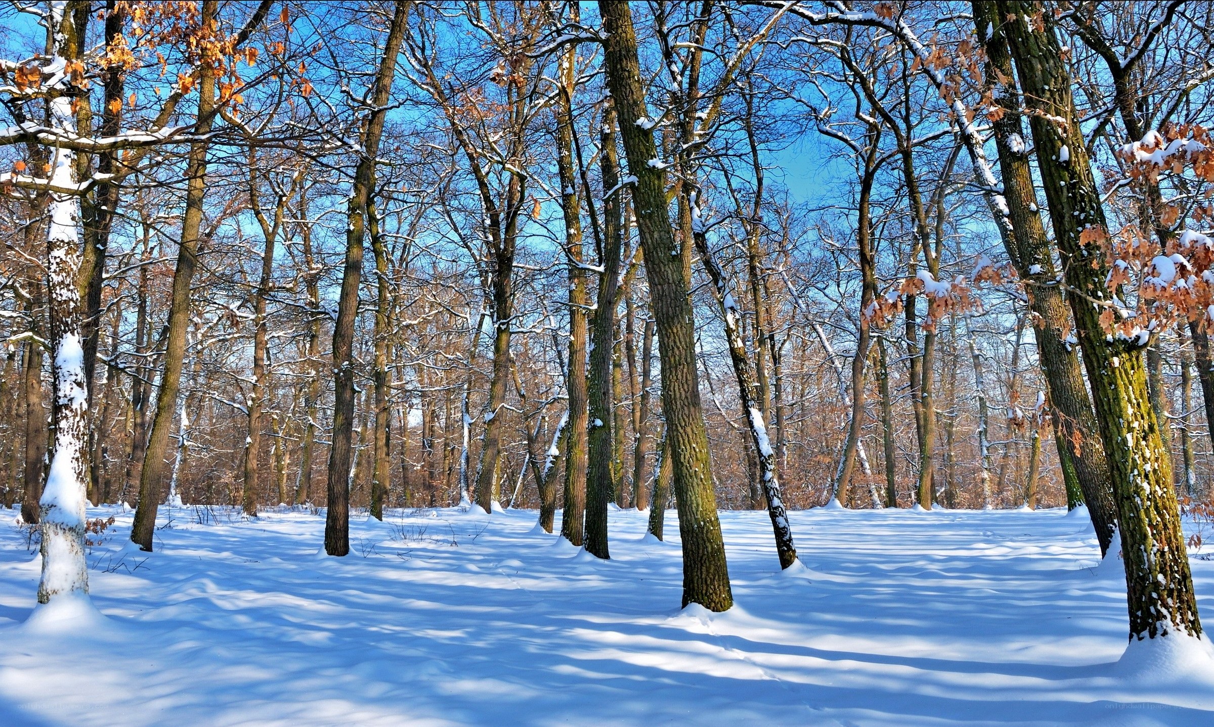 Snowy forest in winter
