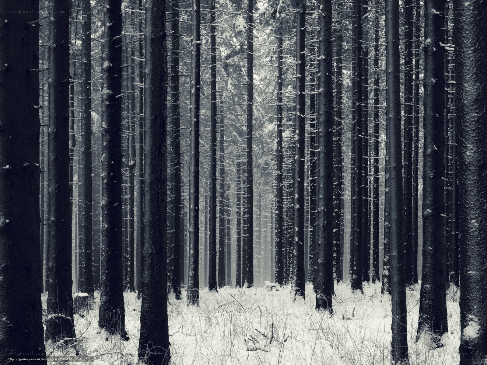 Snowy forest in winter