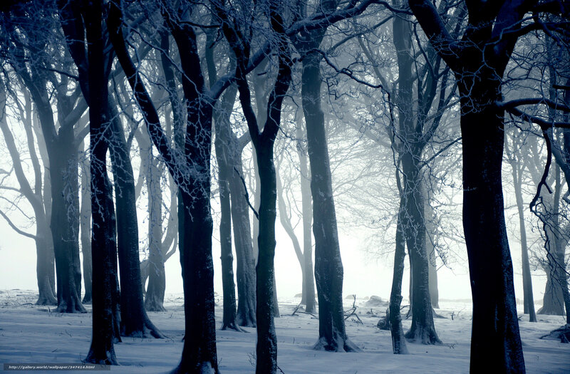 Snowy forest in winter