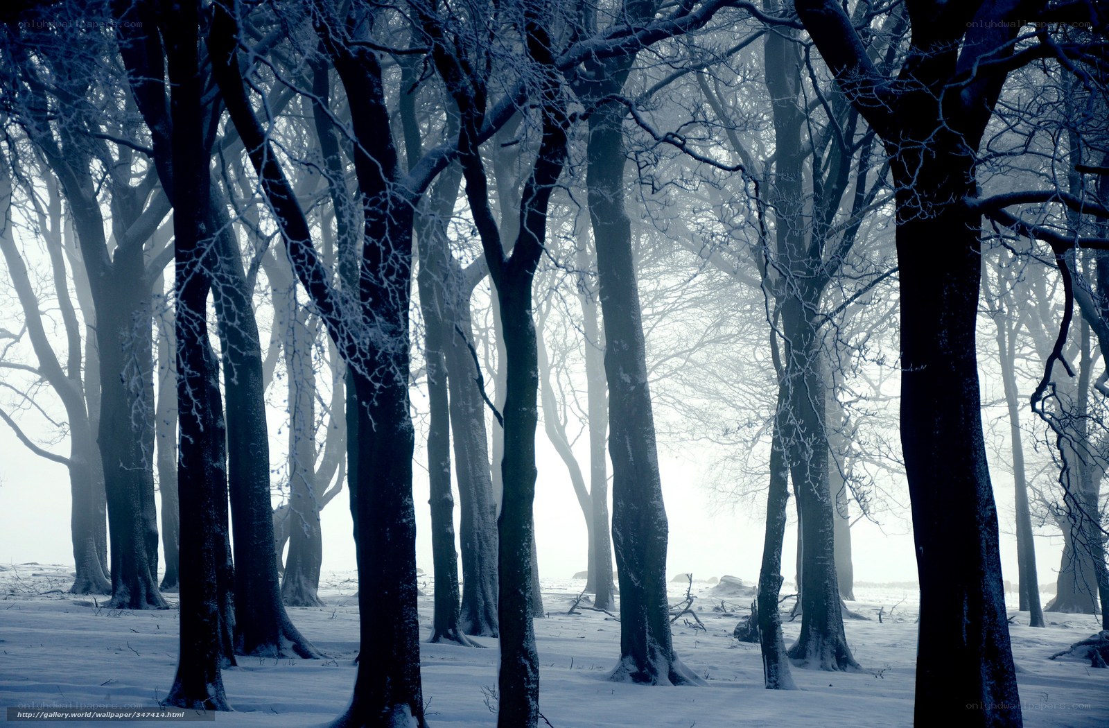 Snowy forest in winter