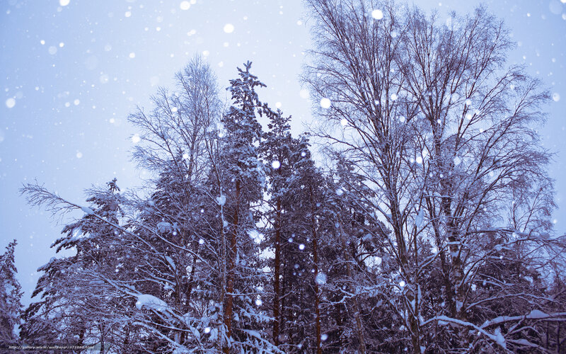 Snowy forest in winter