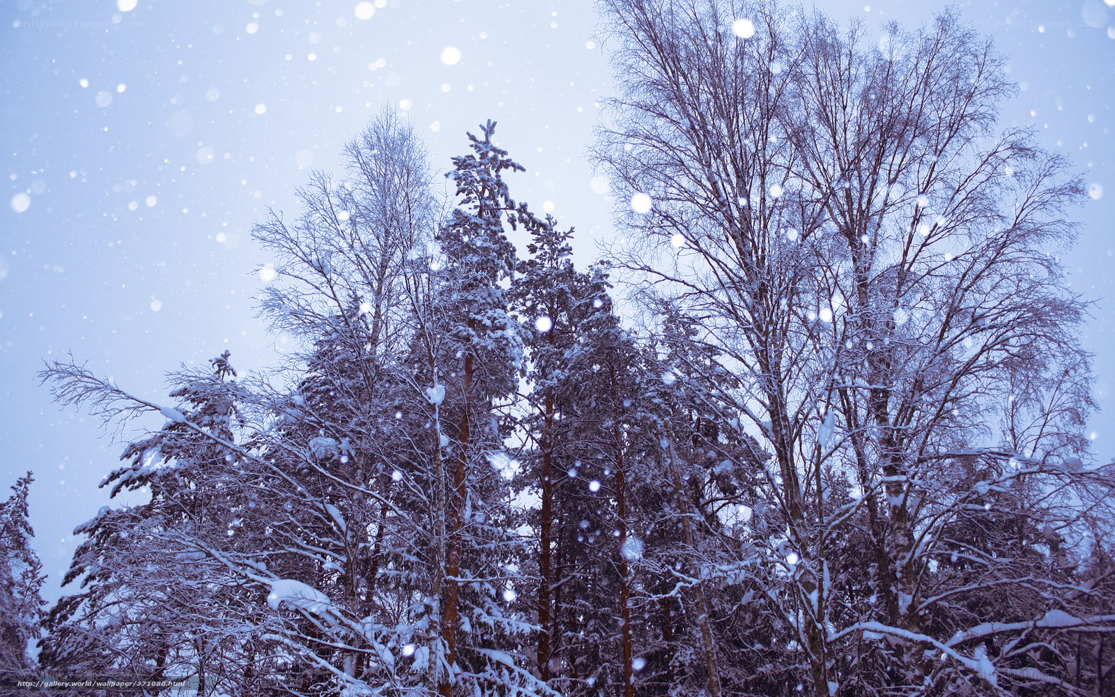 Snowy forest in winter