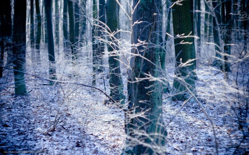Snowy forest in winter