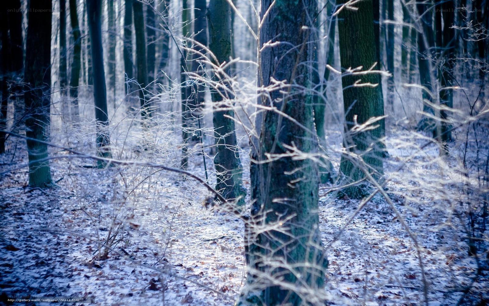 Snowy forest in winter
