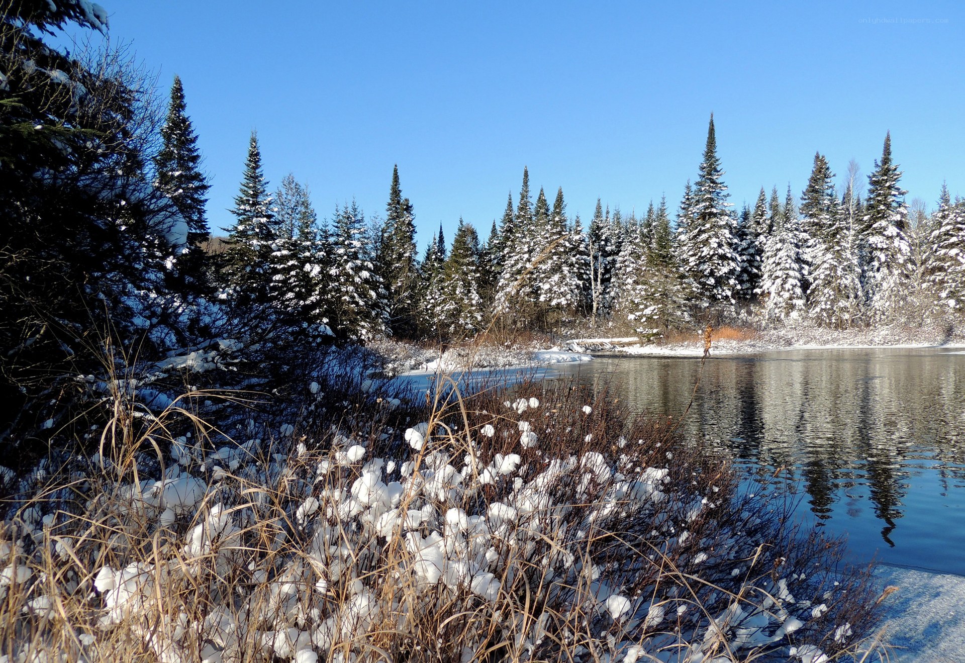 Snowy forest lake in winter