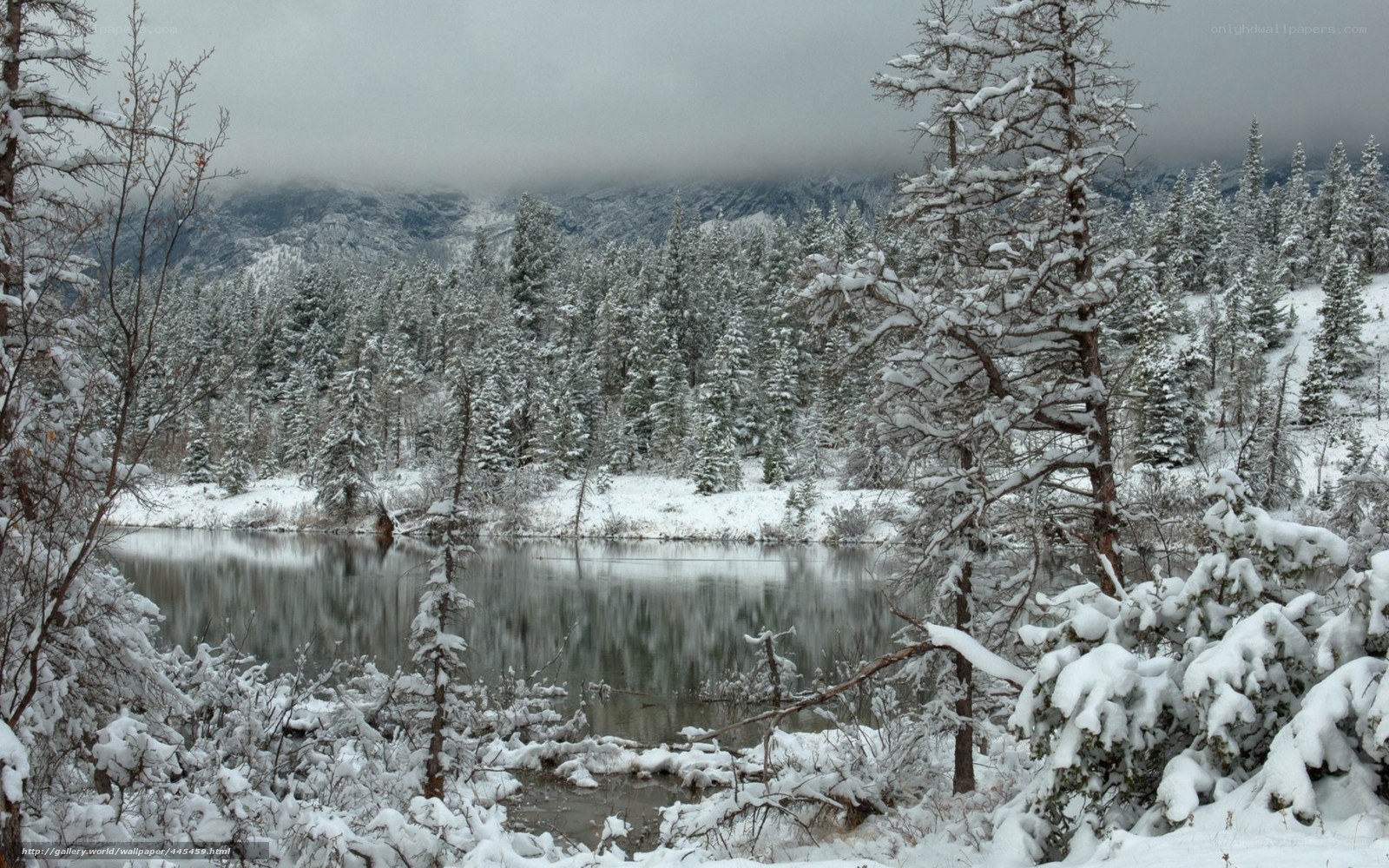 Snowy forest lake landscape