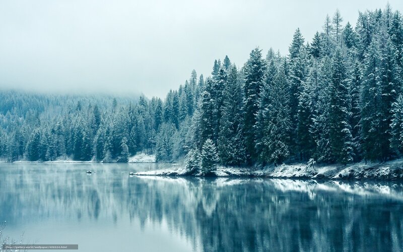 Snowy forest lake reflection